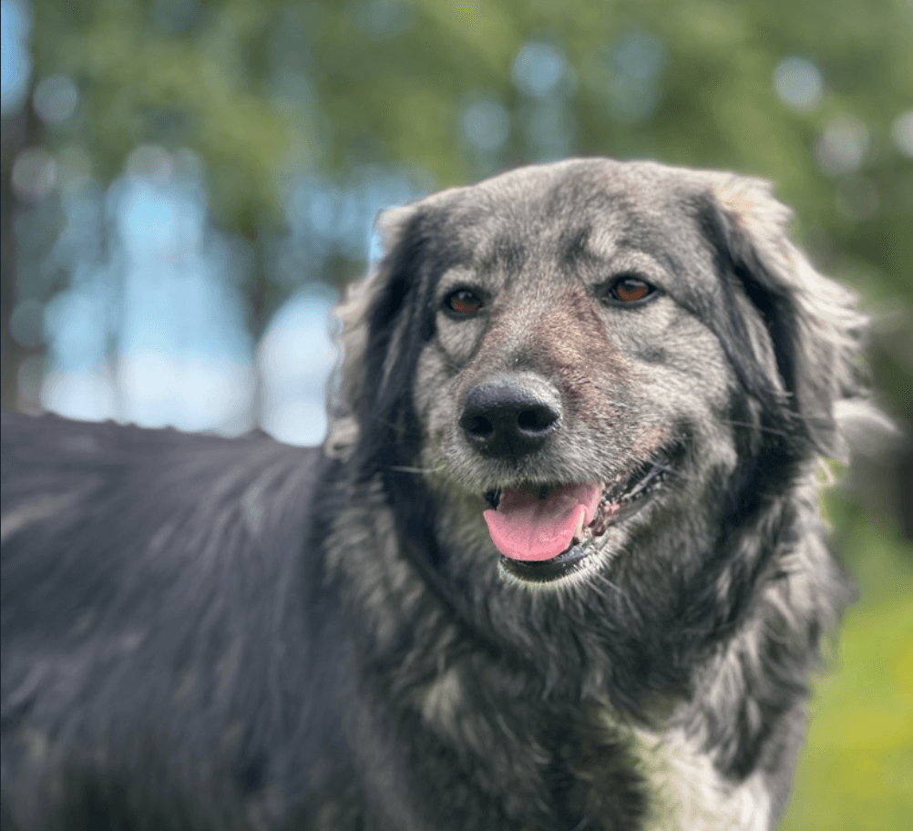 Honden op het speelveld