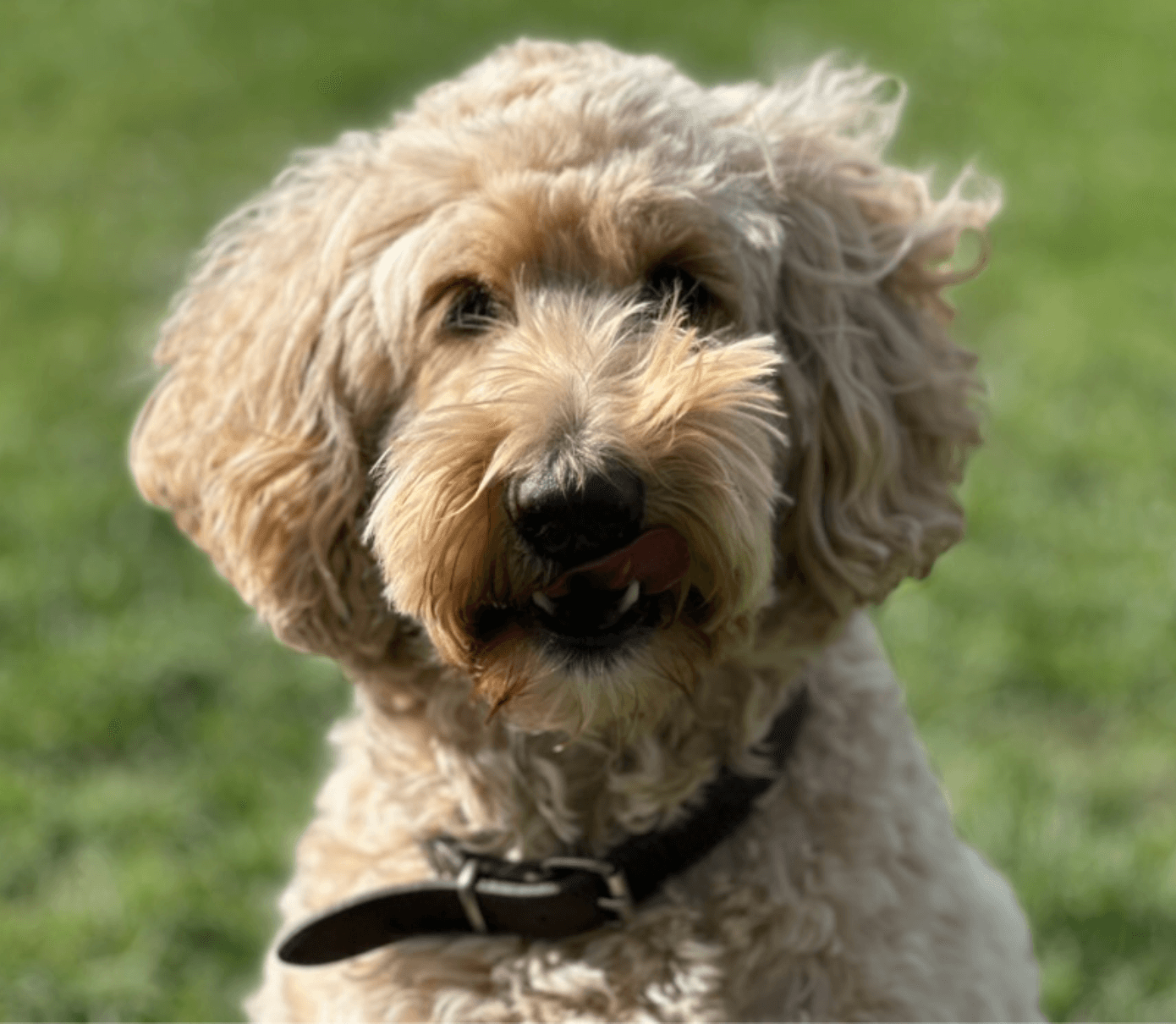Donna — een van de honden uit de roedel van Dog-Connect