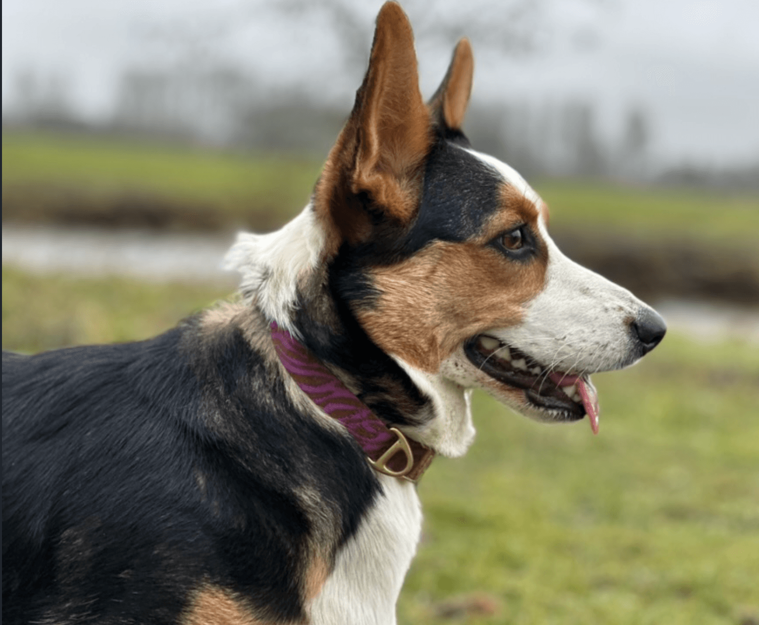 Hond op wandeling