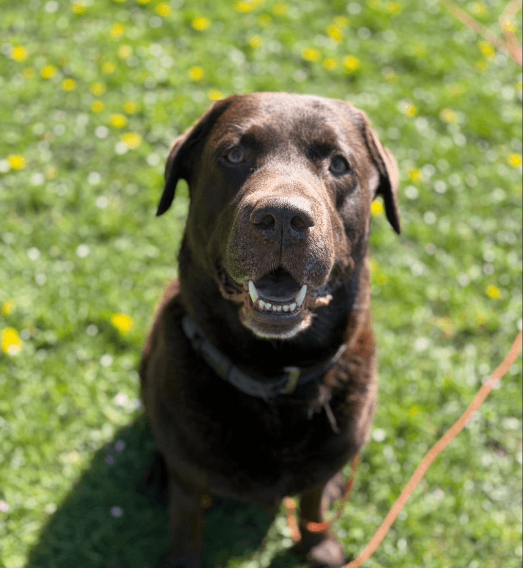 Labrador uit de roedel van Dog-Connect — tevreden op het speelveld